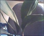 planta2.JPG