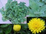Chrysanthemum.JPG