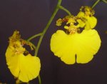 Onc bifolium var majus.jpg