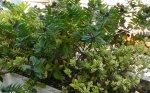Planta_2.JPG