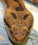 Vipera%20a.%20aspis%20Kopf.jpg