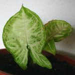 Hoja.jpg