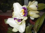 P1010007.JPG