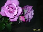 PIC_0035.JPG