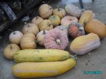 Calabazas amarillas.jpg