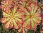 drosera-aliciae.jpg