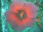 flor cayena morada.jpg