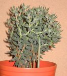 suculenta101.JPG
