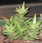 suculenta104.jpg