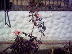 nuestro primer rosal1.jpg