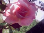 rosa del chupon1.jpg