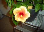 hibiscus.JPG