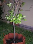 DSCN1545A.JPG