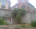 palmera1.jpg