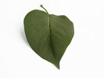 hoja.jpg
