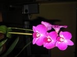 orquis nuevas 025.jpg
