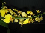 orquis nuevas 026.jpg