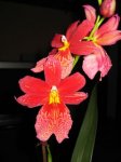orquis nuevas 022.jpg