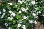 clip_image002.jpg