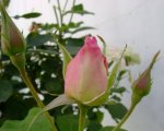Imagen 018.jpg