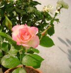 Imagen 037.jpg