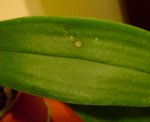 Imagen 003.jpg
