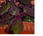 planta.JPG