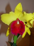 Mis Orquídeas 021.jpg