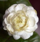 jasminum sambac grand duke of tuscany.jpg