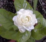 Jasminum_sambac variedad belle of india.jpg