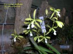 Enc_stellata01.jpg