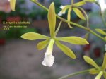 Enc_stellata03.jpg