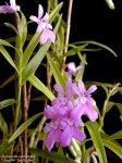 Oerstedella%20centradenia.jpg