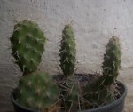 cactus1.jpg