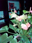 PICT0008.JPG