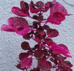 planta-roja.JPG