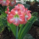 hippeastrum.jpg