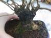 bonsai_cerca.jpg