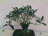 bonsai2.jpg