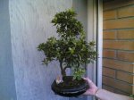 RHODODENDRUM_INDICUM_2007.jpg