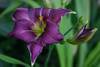 IMG_6810b.jpg