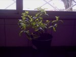 MENTA 001.jpg