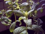MENTA 002.jpg