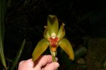 lycaste denniginana.jpg