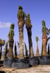 Phoenix%20canariensis%204-6%20m.tr.jpeg