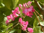 Antigonum.jpg