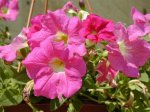 Petunia2.jpg