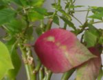 27102006090_edited.jpg