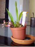 Oncidium Ornitorrimcumxcognieditado.jpg