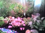 Foto0005.jpg